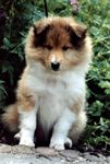 Baloo 9 Wochen
