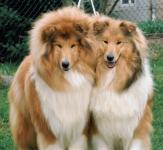 Baloo & Victoria