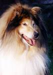 Bobby 9 1/2 Jahre